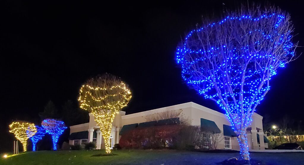 trees lit up for lights of love in 2020